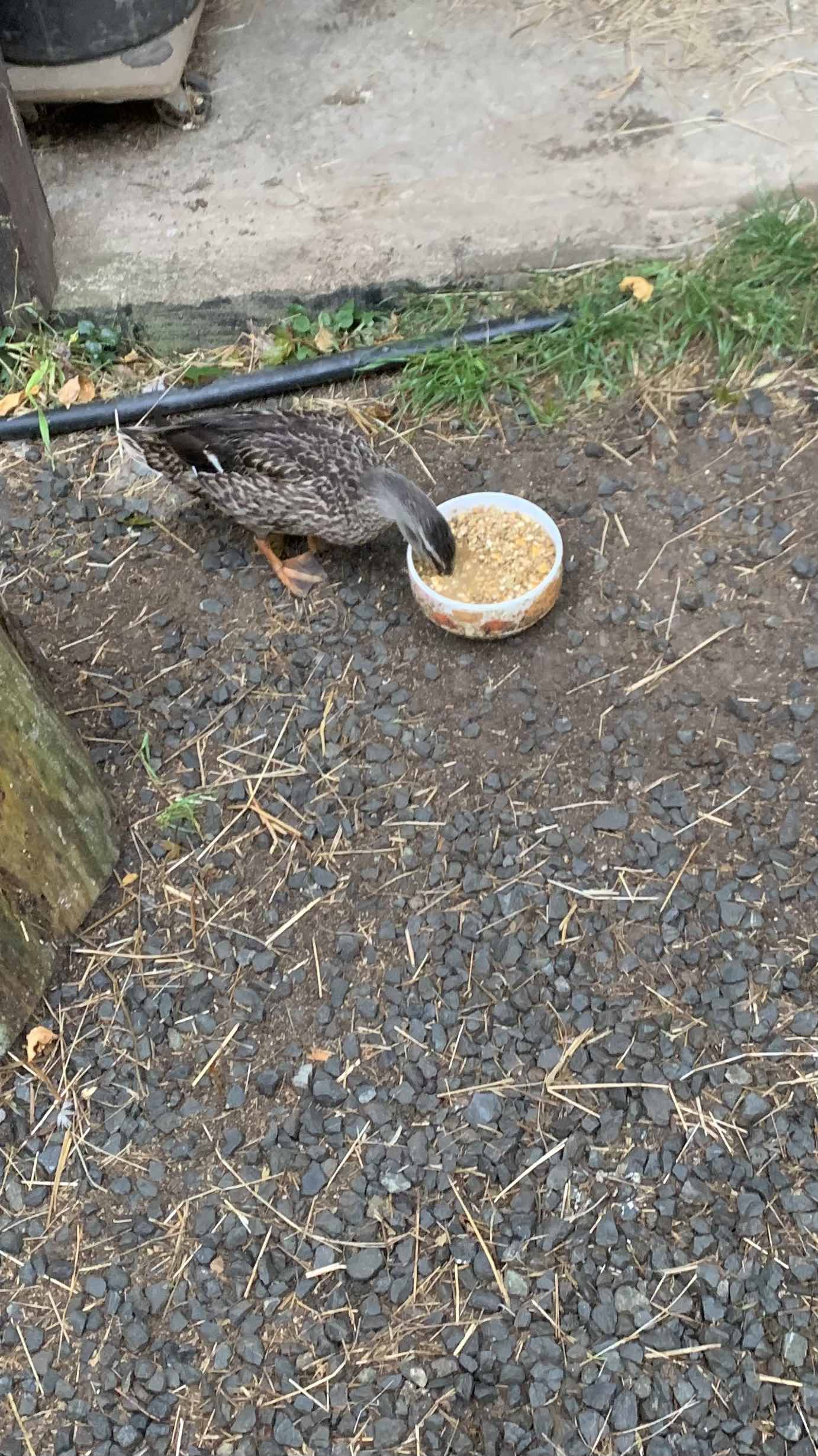 Duckie waiting at the garage door for breakfast